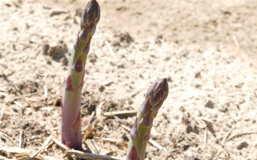 Asparagiaia_-_particolare.jpg